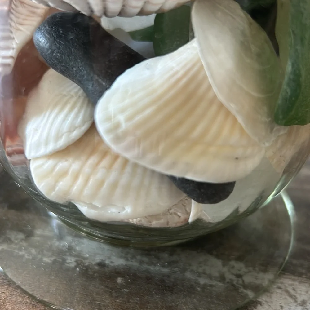 Assorted shells from Florida, Rhode Island, and Cape Cod beaches - Picture 4 of 4